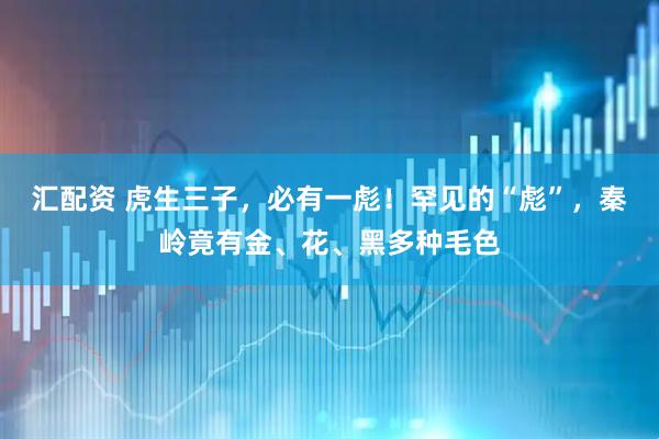 汇配资 虎生三子，必有一彪！罕见的“彪”，秦岭竟有金、花、黑多种毛色