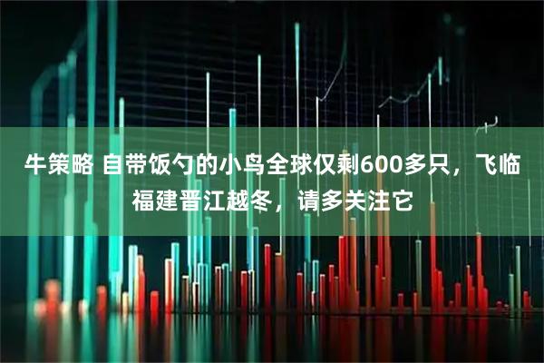 牛策略 自带饭勺的小鸟全球仅剩600多只，飞临福建晋江越冬，请多关注它